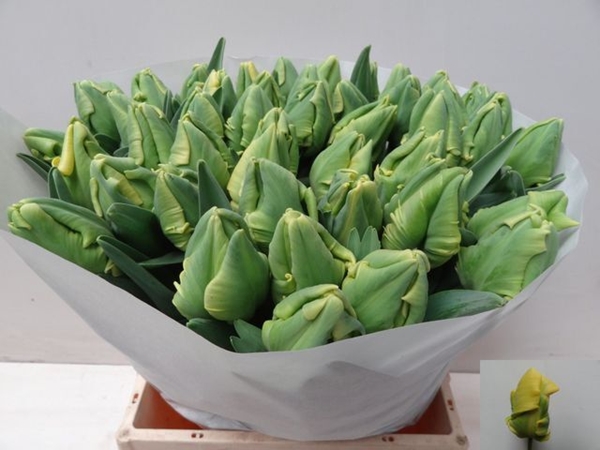 TULIPE YELLOW MADONNA 40G 42CM