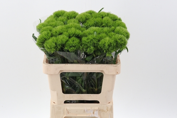 OEILLET DE POETE VERT WICKY 55CM