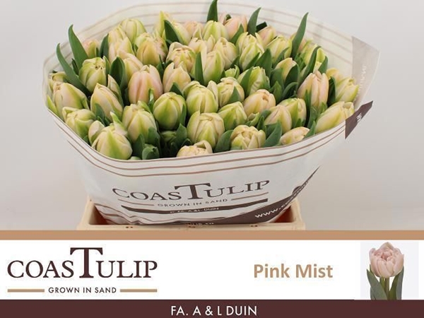 TULIPE PINK MIST 50G 40CM