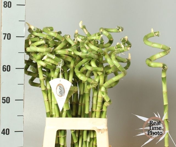 LUCKY BAMBOO SPIREEAAL 70CM