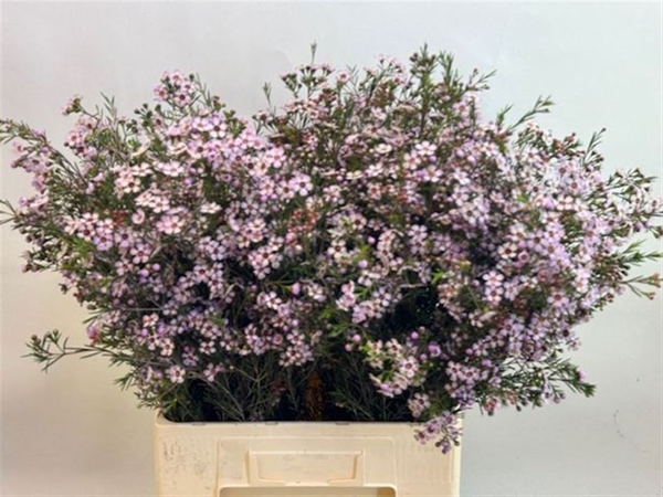 WAX ROMI ROSE UN PINK DREAM 70CM 40G