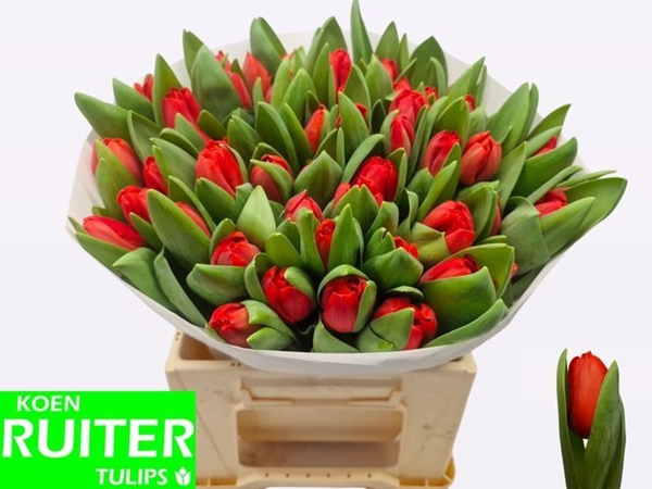 TULIPE ESCAPE 37G 40CM