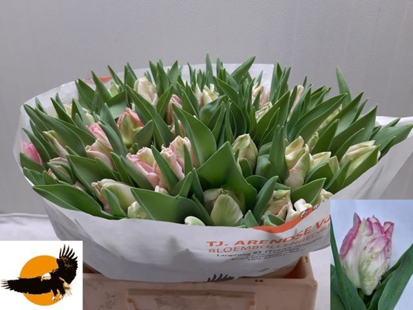 TULIPE ZAMBESI 38G 37CM