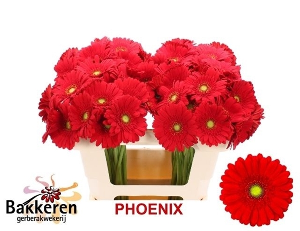 GERMINI AQUA X20 PHOENIX 50CM