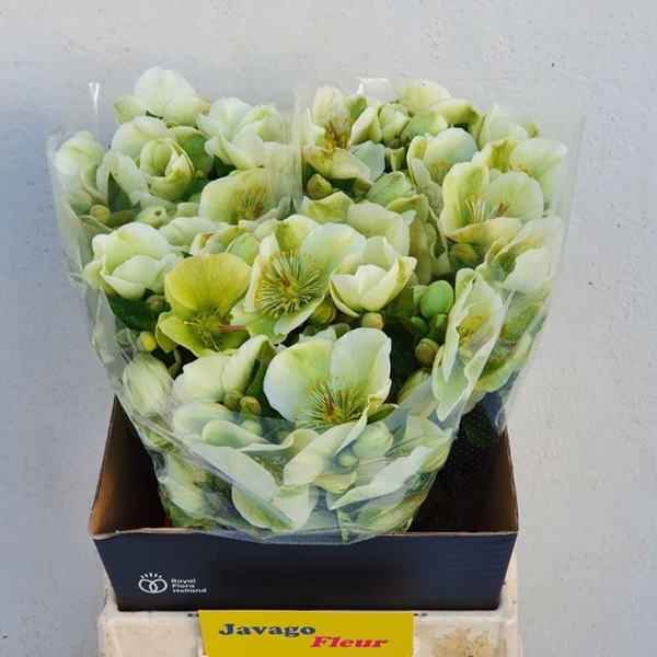 HELLEBORE MOLLY WHITE 45CM
