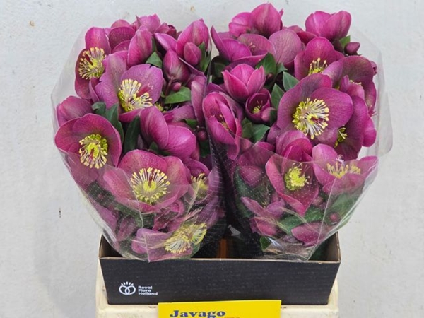 HELLEBORE RHYTHM PINK 45CM