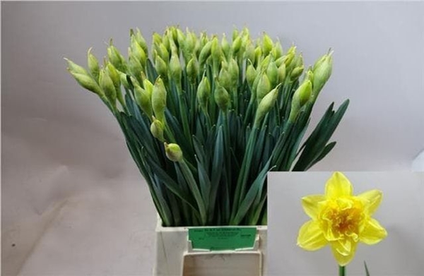 NARCISSE DICK WILDEN 55CM 43G