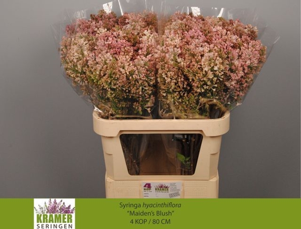 LILAS MAIDENS BLUSH 80CM