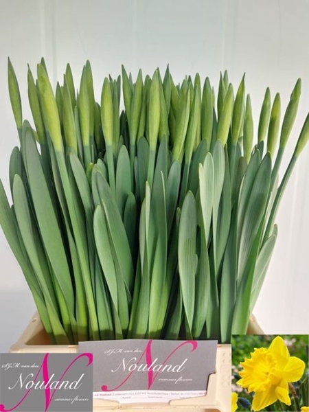 NARCISSE DUTCH MASTERER 50CM 34G
