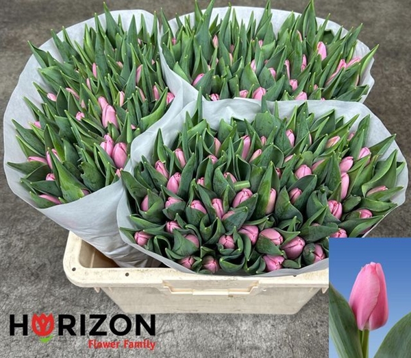 TULIPE ROSE 40G 38CM $$$