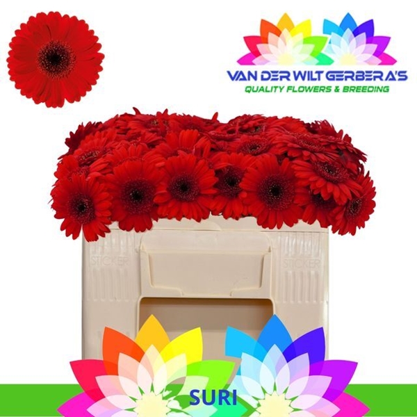 GERMINI AQUA X20 SURI 50CM