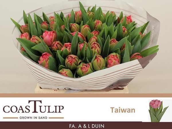 TULIPE TAIWAN 45G 35CM
