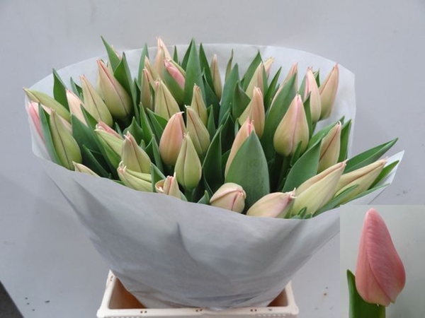 TULIPE SALMON DESSERT 70G 46CM