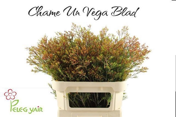 WAX ROMI ROSE UN VEGA 80CM 80G