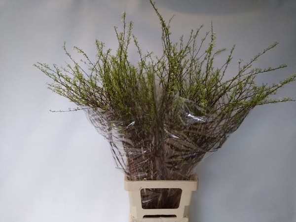 SPIREE GREFSHEIM 80CM