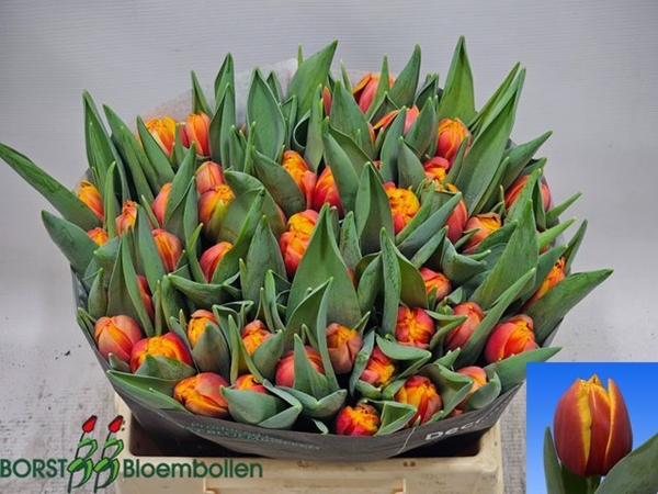 TULIPE ORANGE 50G 42CM $$$
