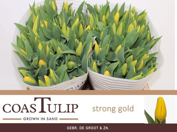 TULIPE JAUNE 40G 40CM $$$