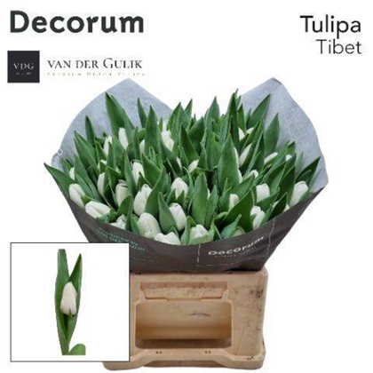 TULIPE BLANCHE 42G $$$