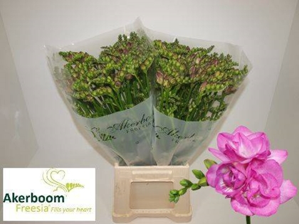 FREESIA ROMANTIC PINK