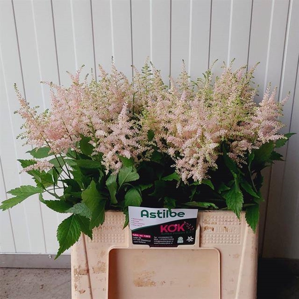 ASTILBE EUROPA 60CM