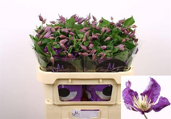 CLEMATITE AMAZING SYDNEY 70CM