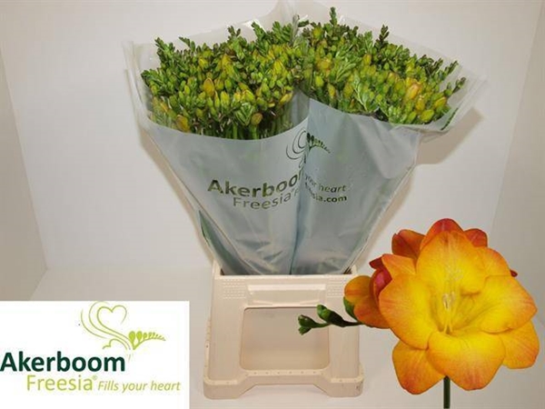 FREESIA 30G 54CM