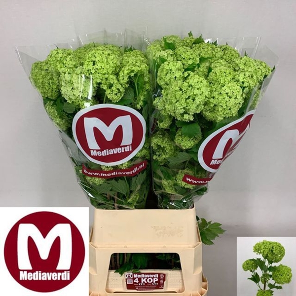 VIBURNUM OPULUS 100CM