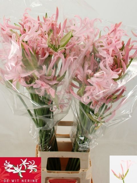 NERINE SOFIE 75CM