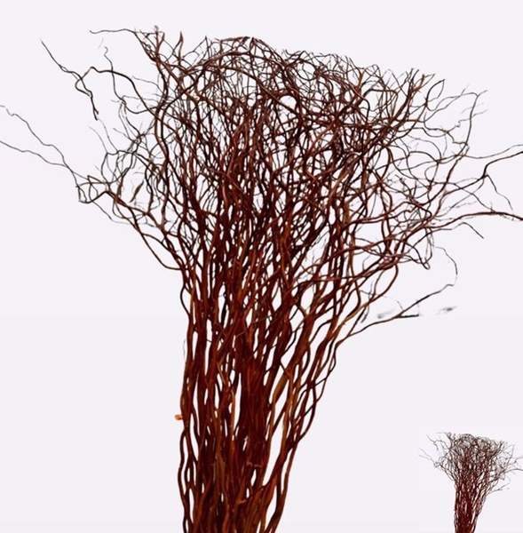 SALIX GOLDEN CURLS 120CM