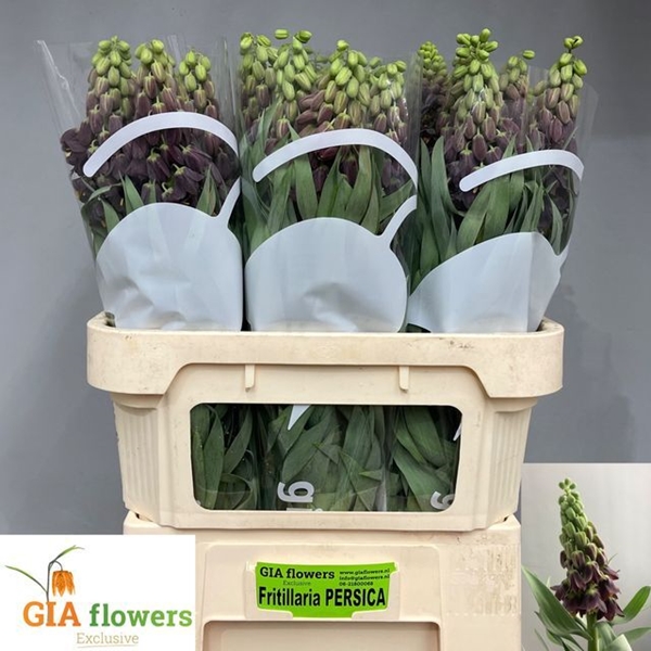FRITILLARIA PERSICA 80CM