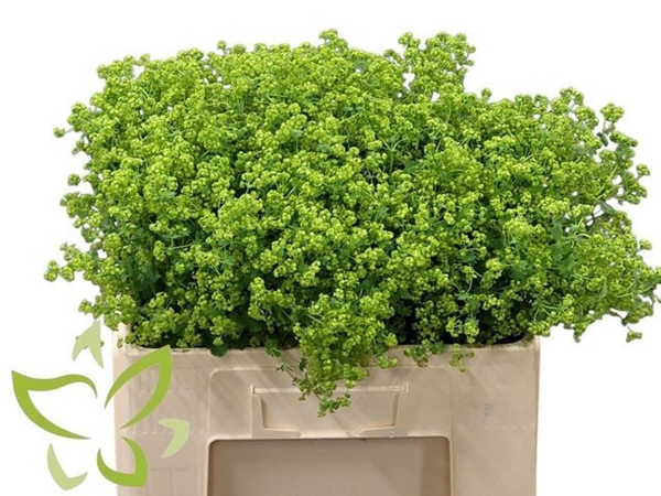 ALCHEMILLA ROBUSTICA 55CM