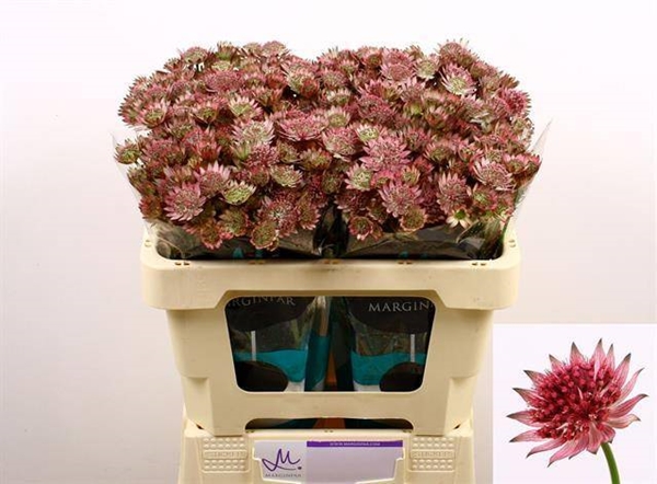 ASTRANTIA MAJOR ROMA 50CM