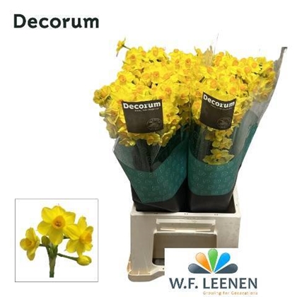 NARCISSE GRAND SOLEIL D'OR 45CM 25G