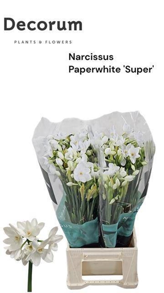 NARCISSE PAPERWHITE 55CM 40G