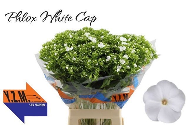 PHLOX WHITECAP 70CM