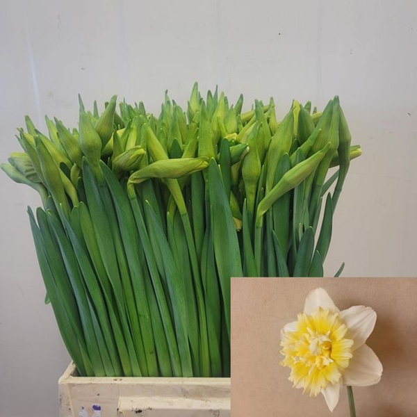 NARCISSE ICE KING 45CM 32G