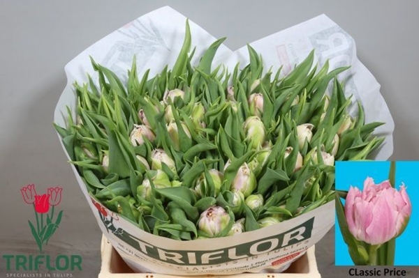 TULIPE ROSE 44G 38CM $$$