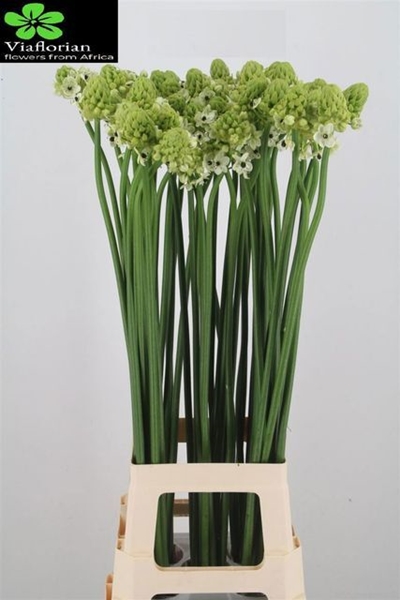 ORNITO SAUNDERSIAE 90CM