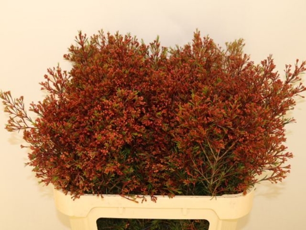 WAX ROMI ROSE UN VEGA 75CM 70G