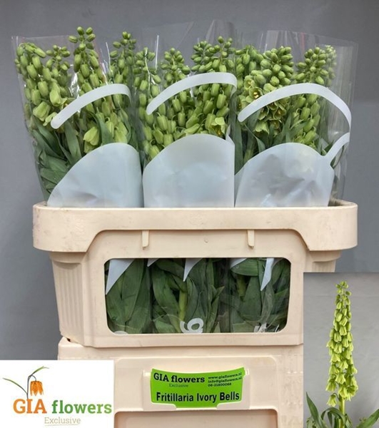 FRITILLARIA IVORY BELLS 80CM
