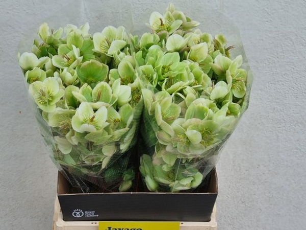 HELLEBORE MOLLY WHITE 45CM