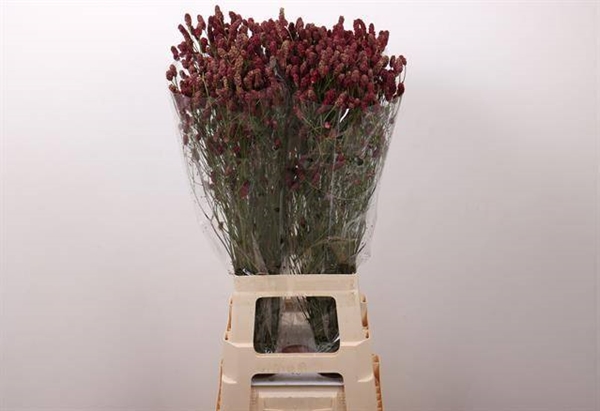 SANGUISORBA RED DREAM 80CM 34 5