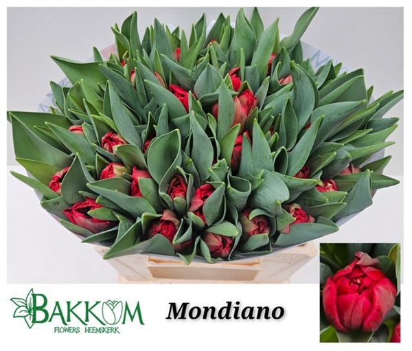 TULIPE ROUGE 44G 35CM $$$