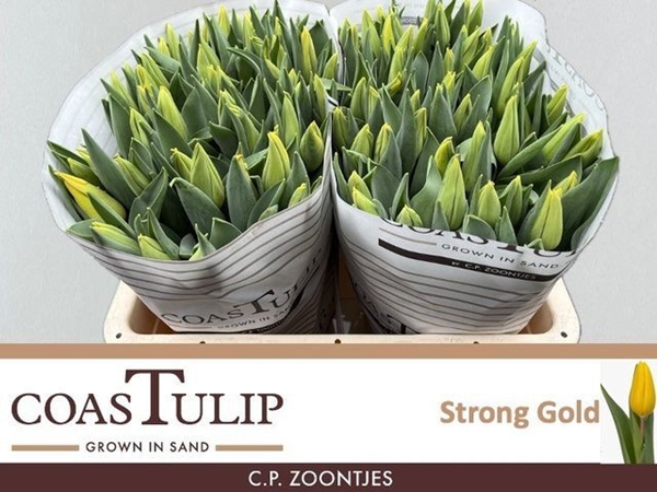 TULIPE STRONG GOLD 46G $$$