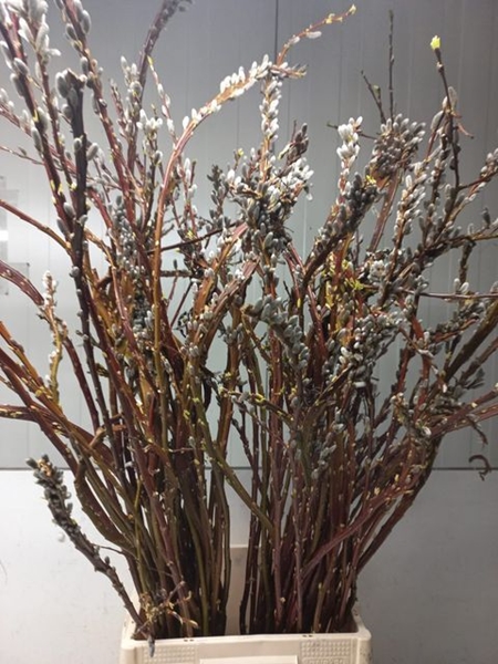 SALIX SEKKA BANDWILG 110CM