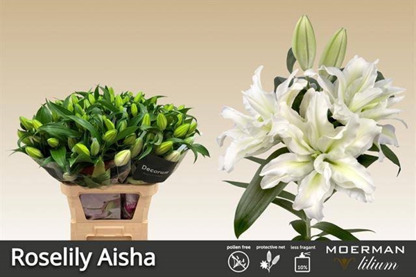 LYS ROSELILY AISHA 45FL 80CM 4 F+