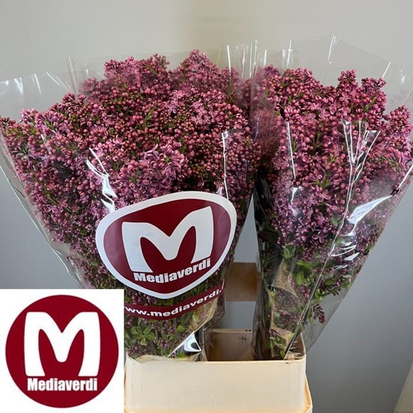 LILAS MME FL STEPMAN 90CM