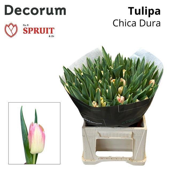 TULIPE CHICA DURA 52G 41CM