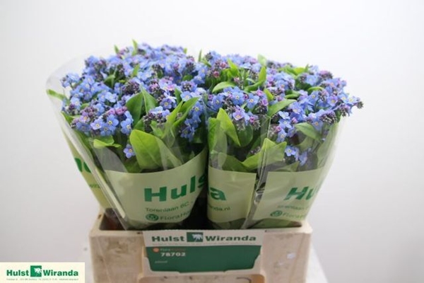 MYOSOTIS 40CM