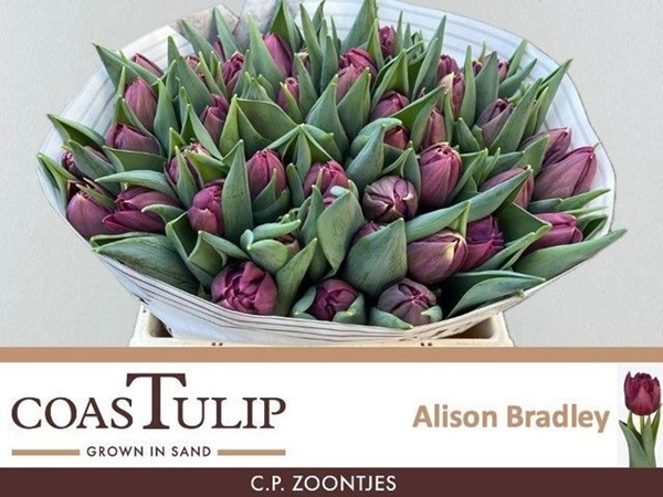 TULIPE AUBERGINE 46G 38CM $$$